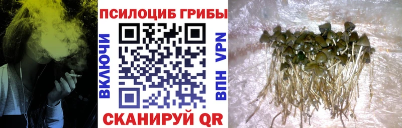 где купить   Удомля  Галлюциногенные грибы прущие грибы 